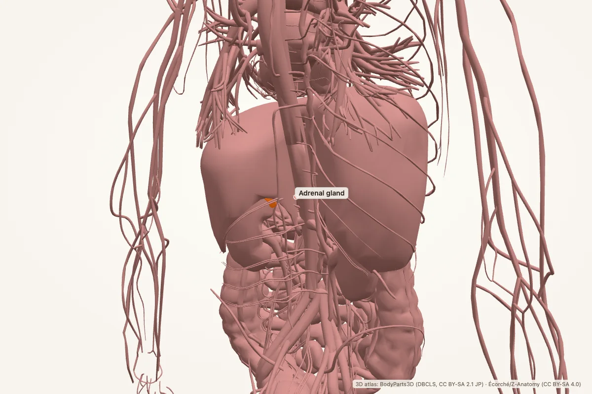 Adrenal gland highlighted in a 3D model of the human body