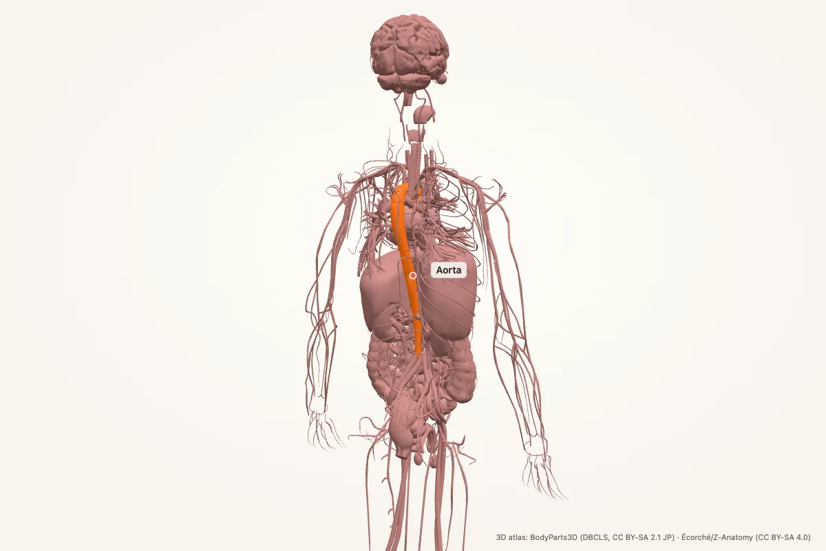 Aorta highlighted in a 3D model of the human body