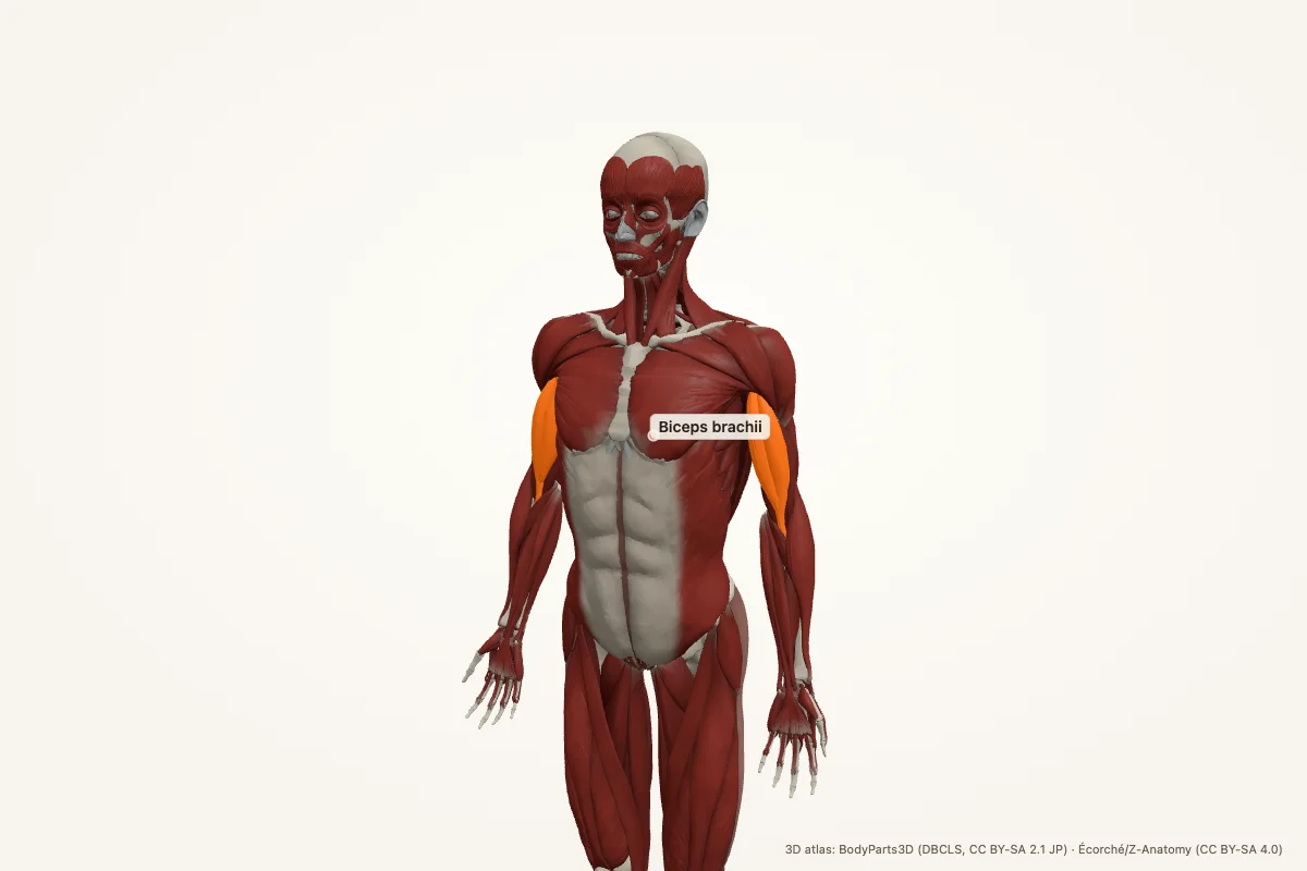 Biceps brachii highlighted in a 3D model of the human muscular system, anterior view, with both biceps lit in orange