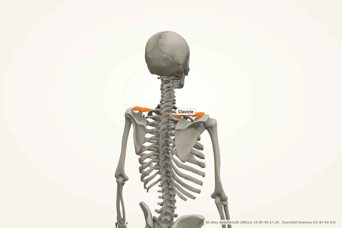 Clavicle highlighted in a 3D model of the human body