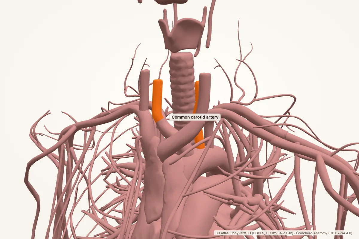 Common carotid artery highlighted in a 3D model of the human body