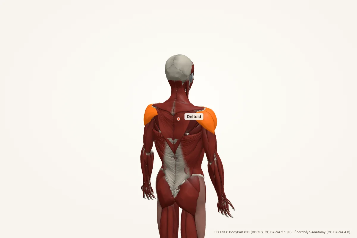 Deltoid highlighted in a 3D model of the human body
