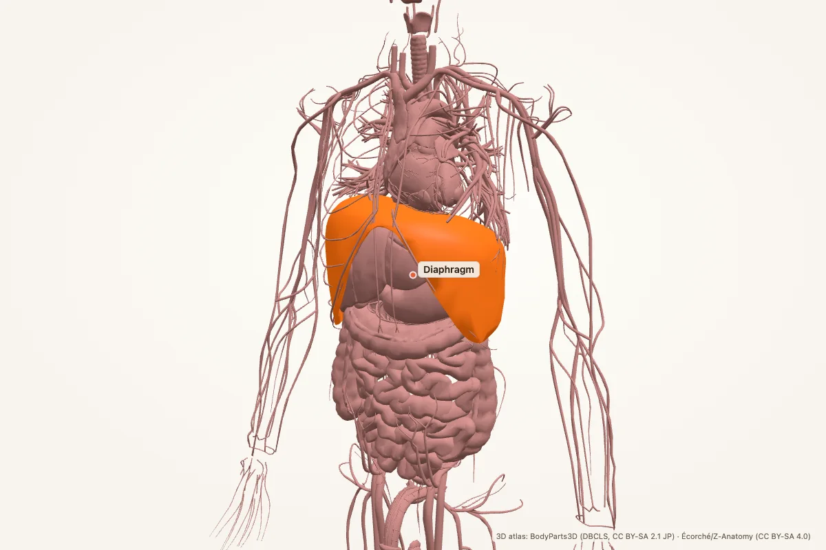 Diaphragm highlighted in a 3D model of the human body