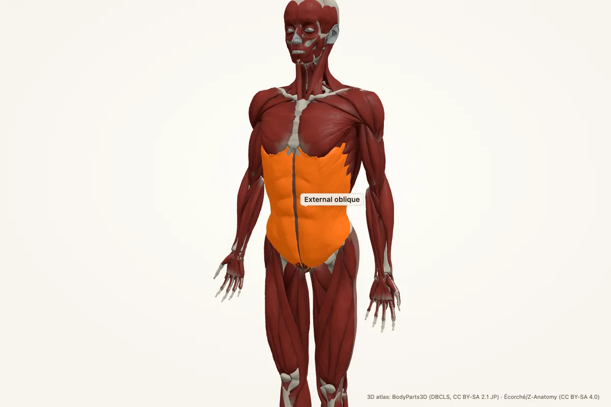 External oblique highlighted in a 3D model of the human body