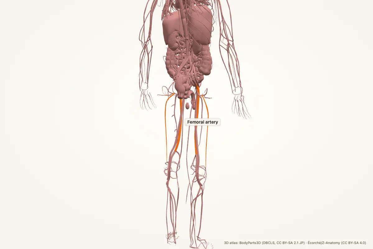 Femoral artery highlighted in a 3D model of the human body