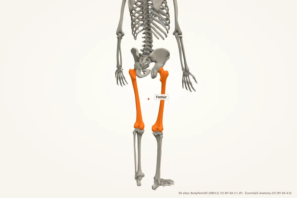 Femur highlighted in a 3D model of the human skeleton, anterior view, with both femurs lit in orange