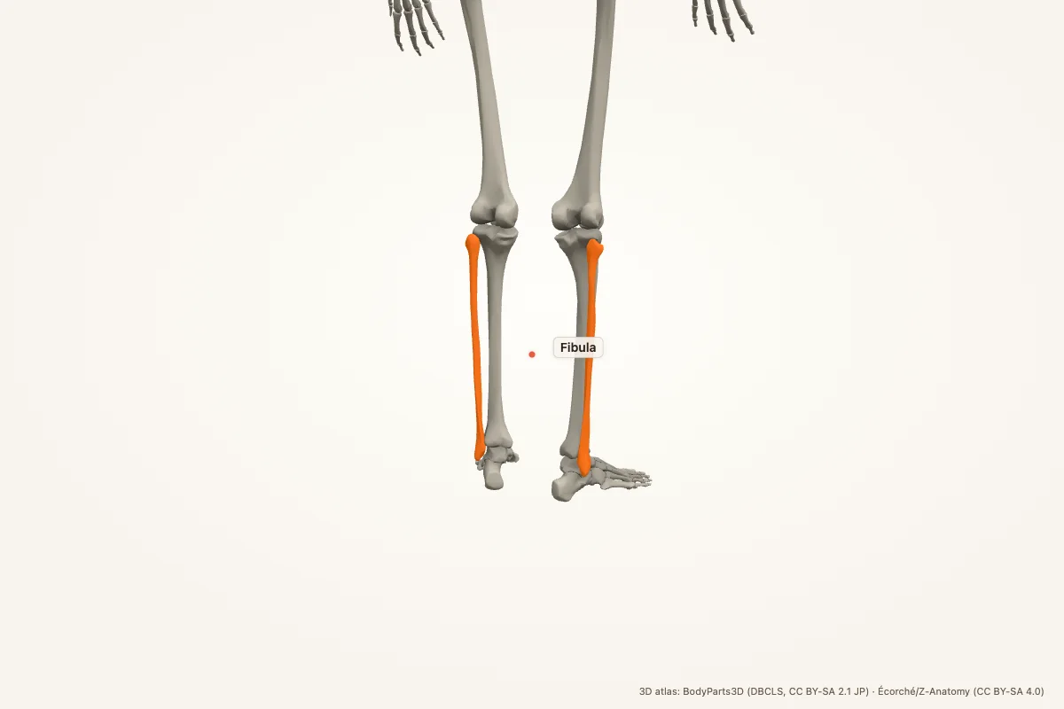 Fibula highlighted in a 3D model of the human body