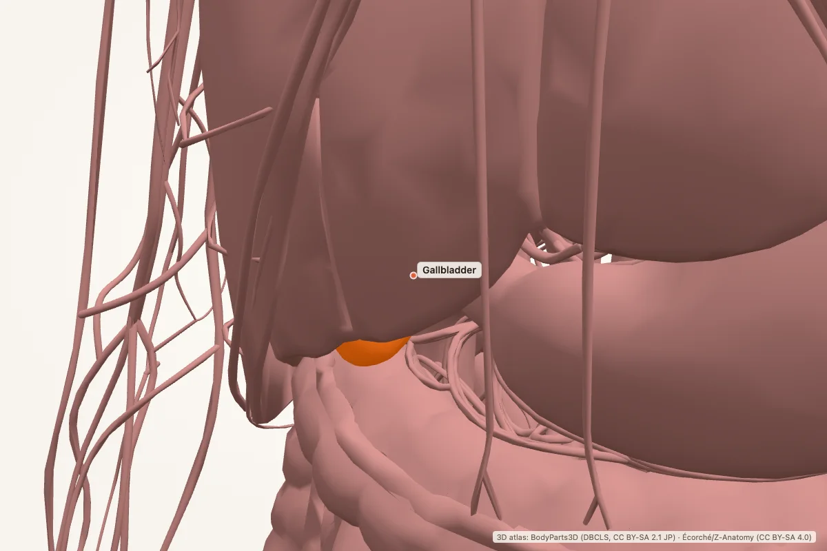 Gallbladder highlighted in a 3D model of the human body