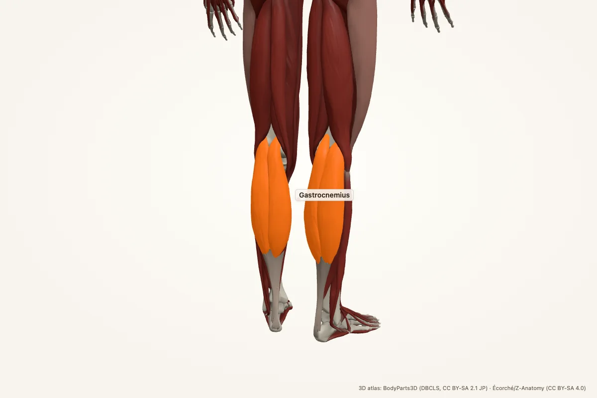 Gastrocnemius highlighted in a 3D model of the human body