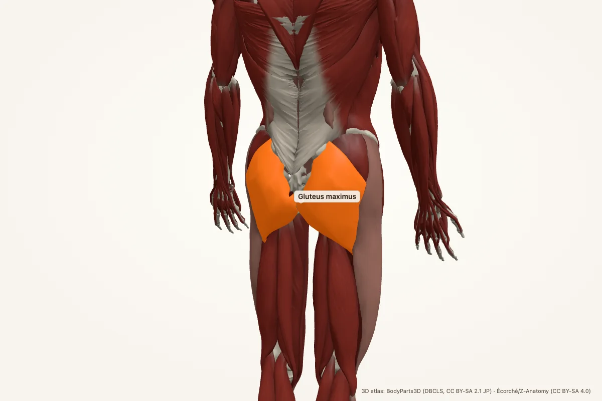 Gluteus maximus highlighted in a 3D model of the human body