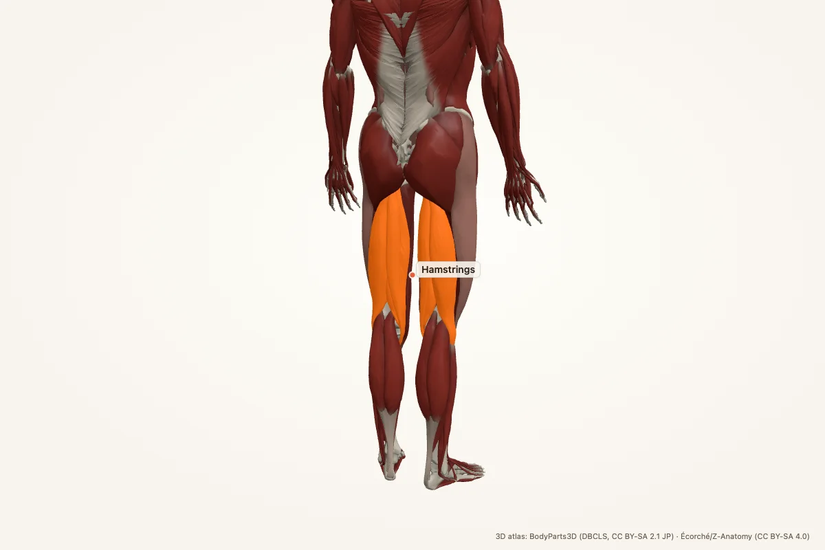 Hamstrings highlighted in a 3D model of the human body