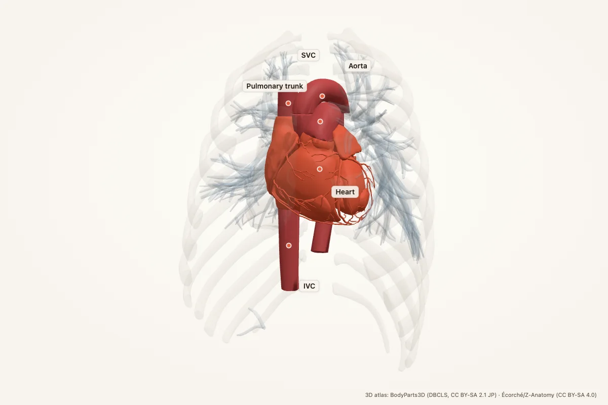 Heart highlighted in a 3D model of the human thorax, anterior view, with the lungs faded to show its position behind the sternum