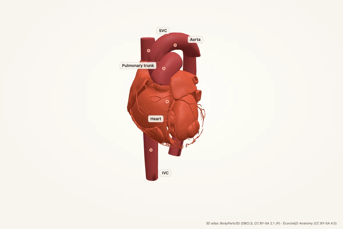 Heart and great vessels isolated in 3D, showing the aorta, pulmonary trunk, superior vena cava and inferior vena cava