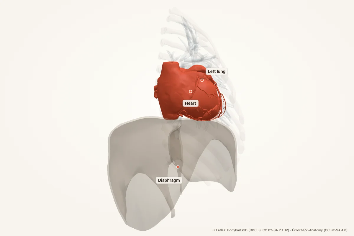 Heart in situ above the diaphragm, left anterior oblique view, with the left lung behind it
