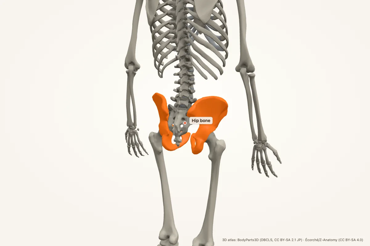 Hip bone highlighted in a 3D model of the human body