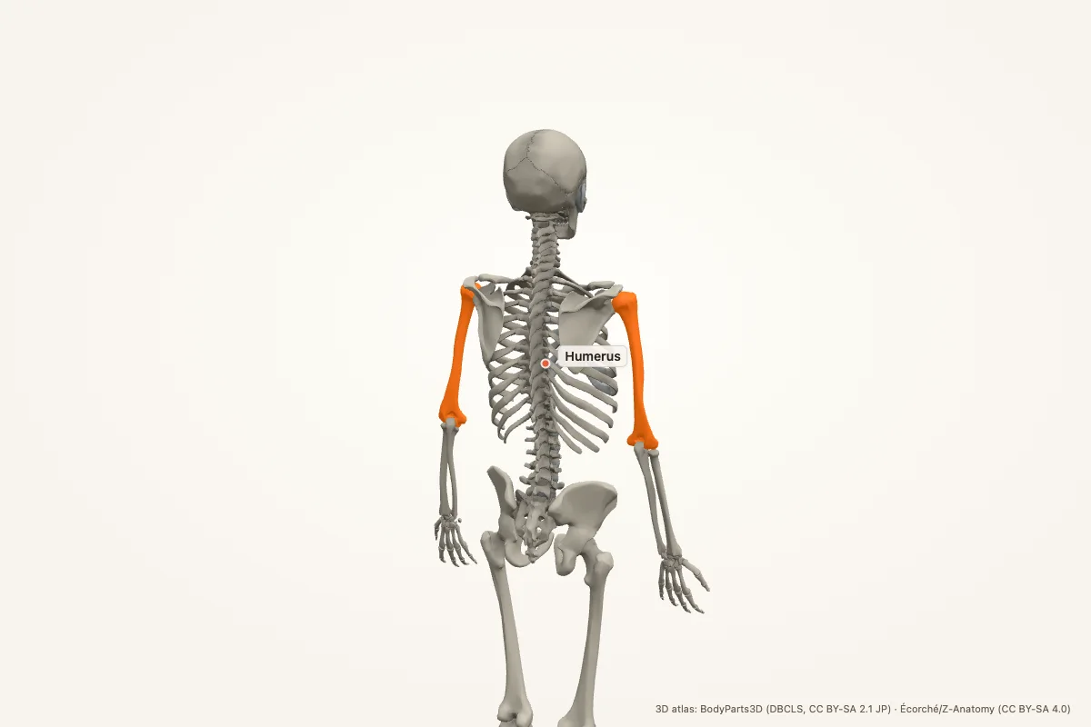 Humerus highlighted in a 3D model of the human skeleton, posterior view, with both humeri lit in orange
