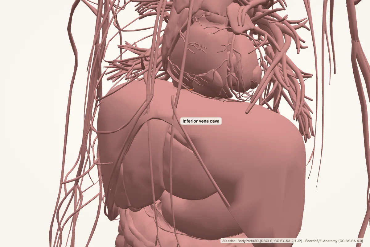 Inferior vena cava highlighted in a 3D model of the human body