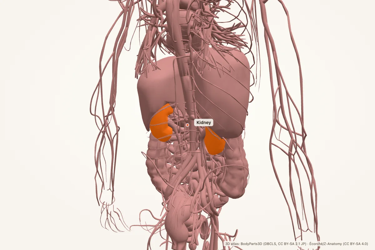 Kidneys highlighted in a 3D model of the posterior abdominal wall, posterior view