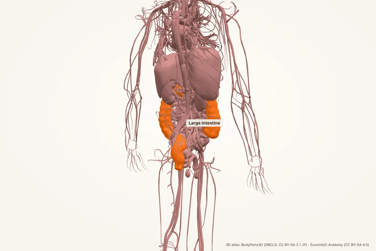 Large intestine highlighted in a 3D model of the human body