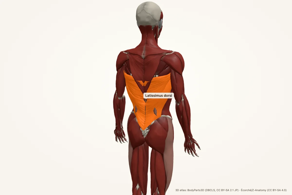Latissimus dorsi highlighted in a 3D model of the human body