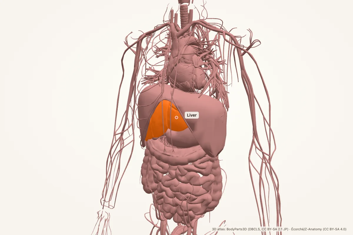 Liver highlighted in a 3D model of the upper abdomen, anterior view, with the right lobe lit in orange