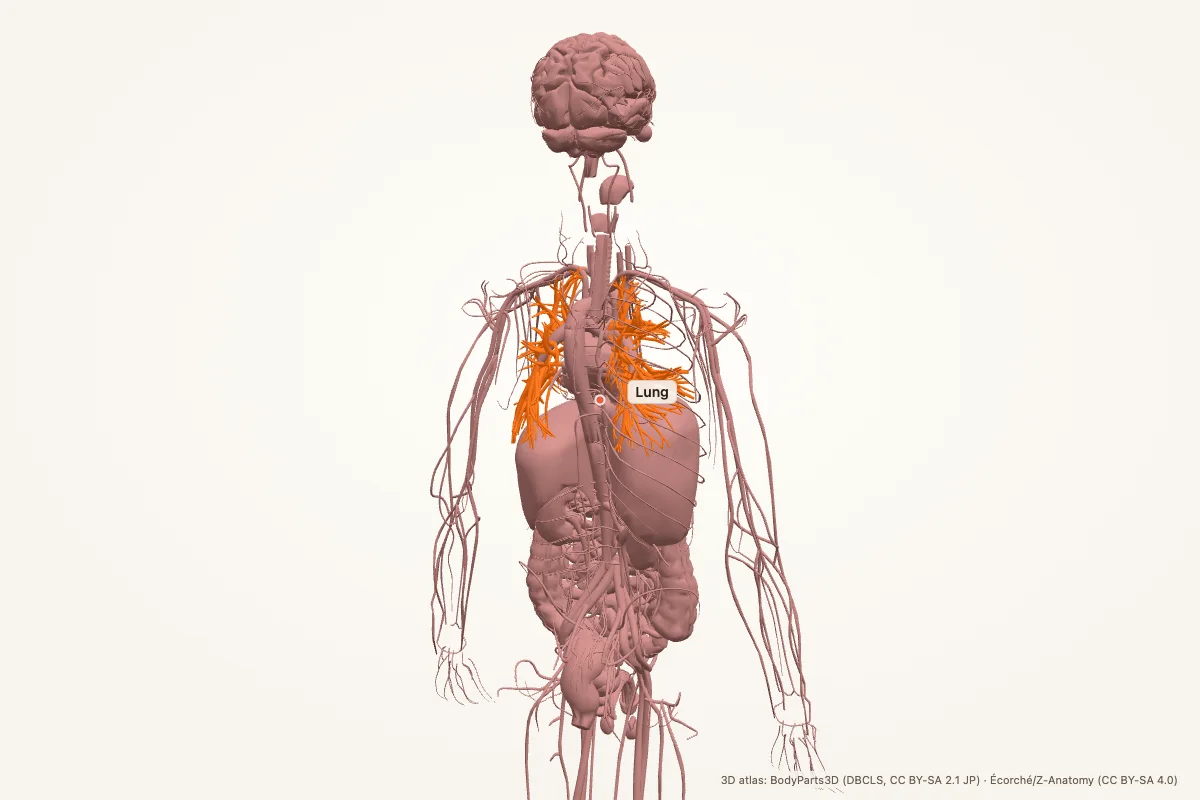 Lungs and bronchial tree in a 3D model of the human thorax, anterior view, with the airway tree highlighted in orange
