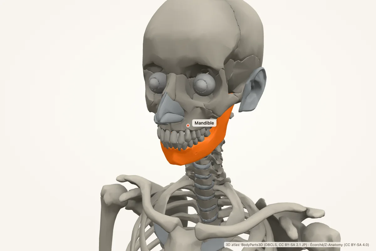 Mandible highlighted in a 3D model of the human body