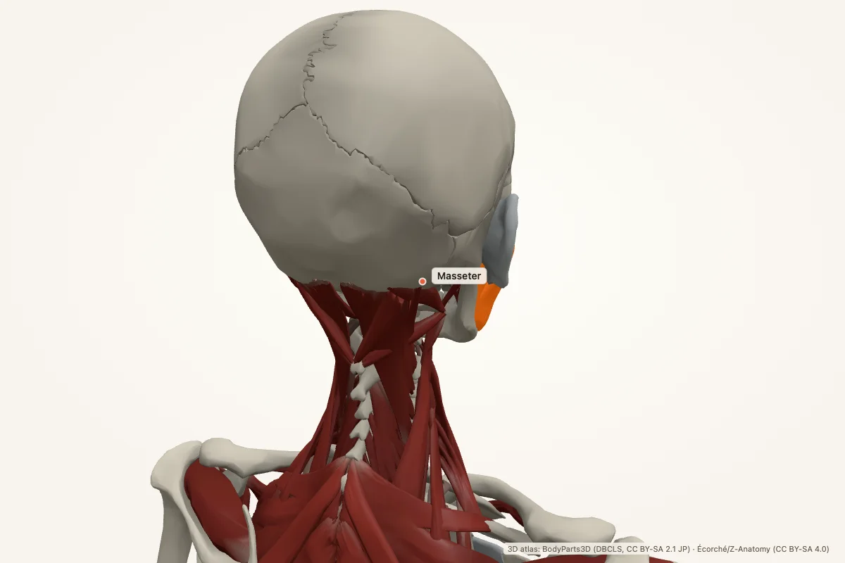 Masseter highlighted in a 3D model of the human body