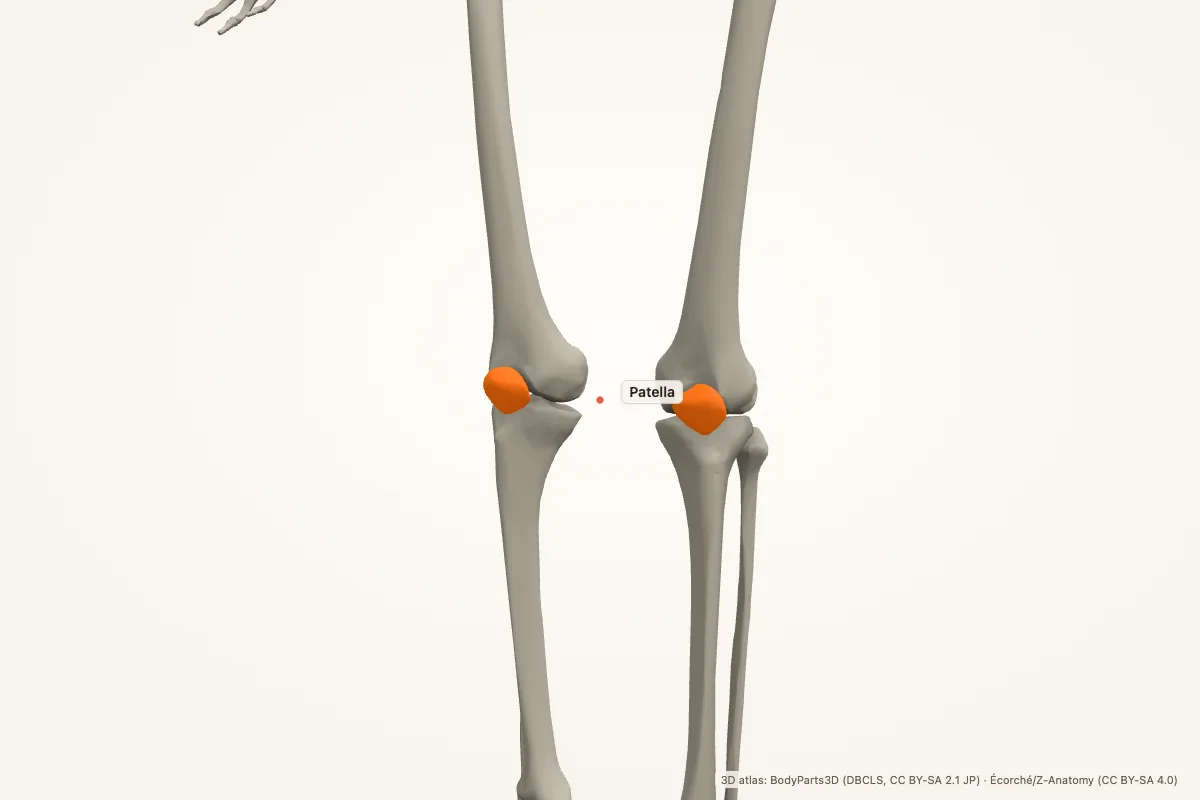 Patella highlighted in a 3D model of the human body
