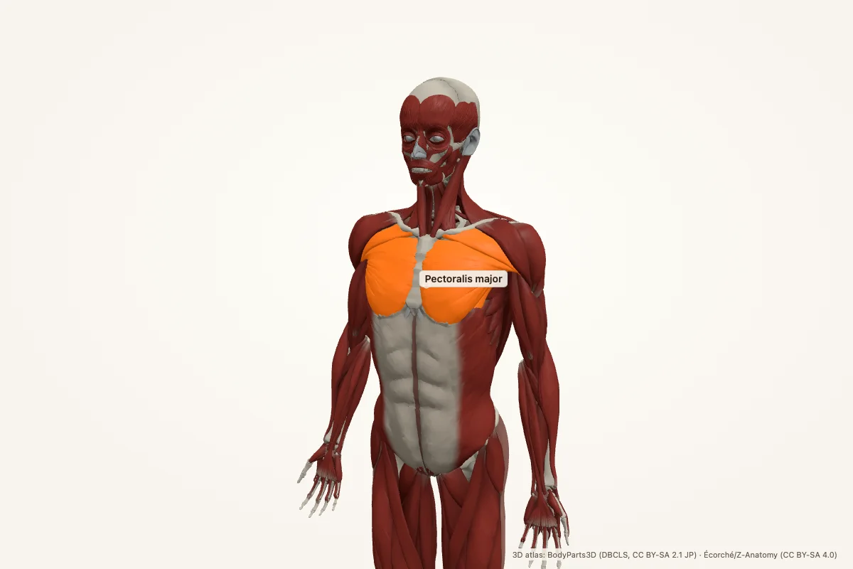 Pectoralis major highlighted in a 3D model of the human body