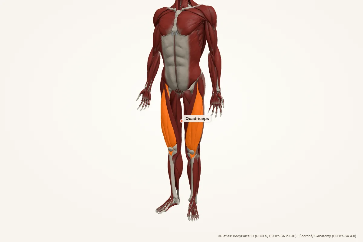 Quadriceps highlighted in a 3D model of the human muscular system, anterior view, with both thighs lit in orange
