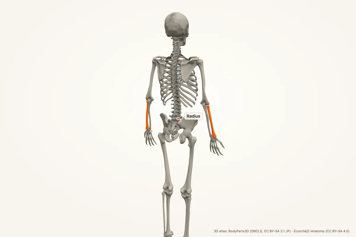 Radius highlighted in a 3D model of the human body