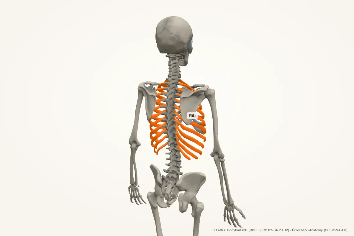 Rib highlighted in a 3D model of the human body