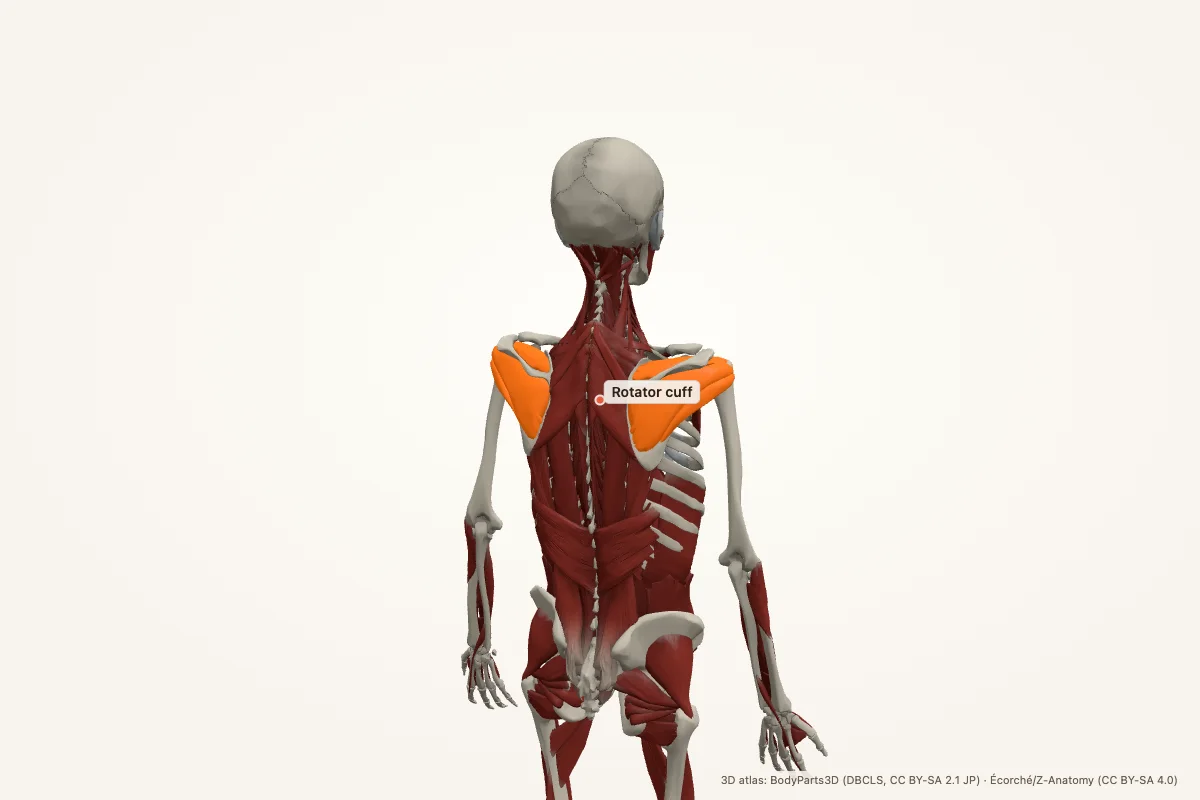 Rotator cuff highlighted in a 3D model of the human body