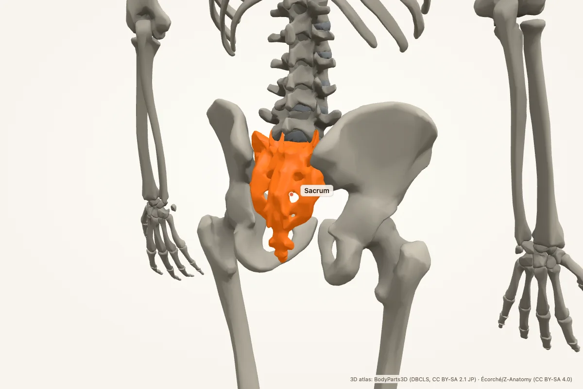 Sacrum highlighted in a 3D model of the human body