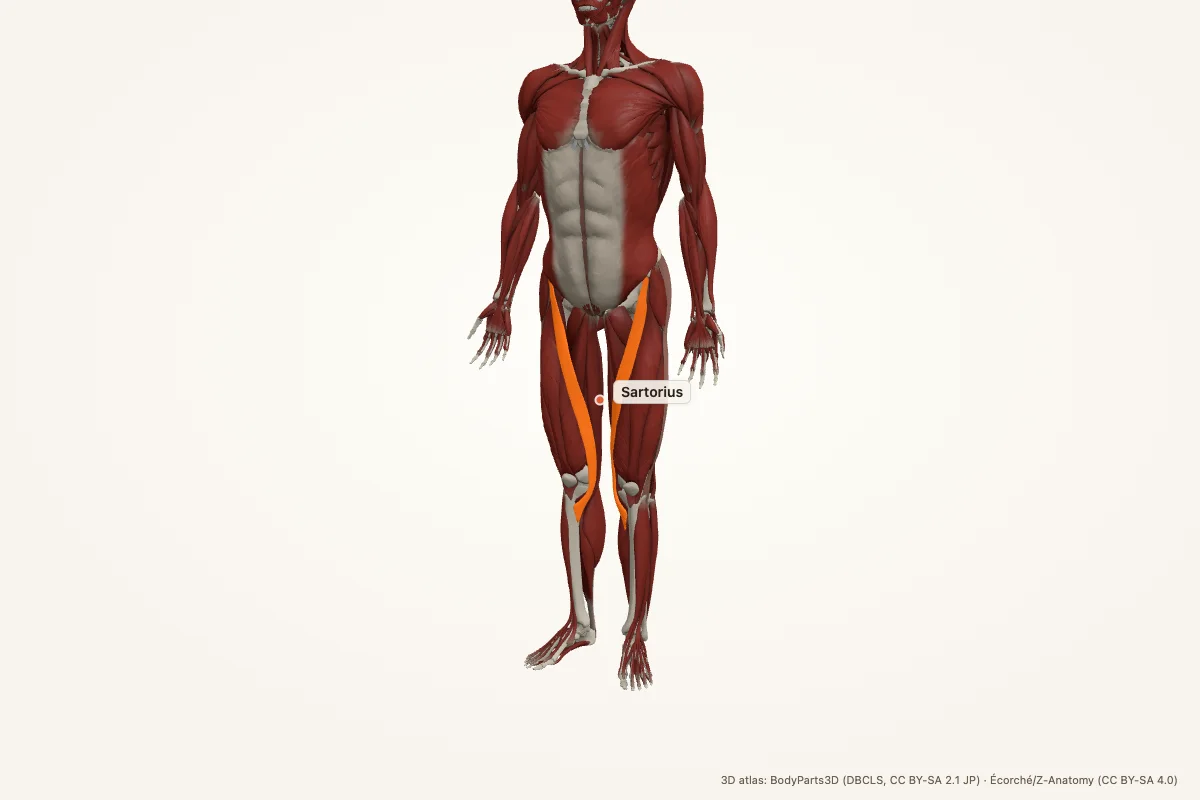 Sartorius highlighted in a 3D model of the human body