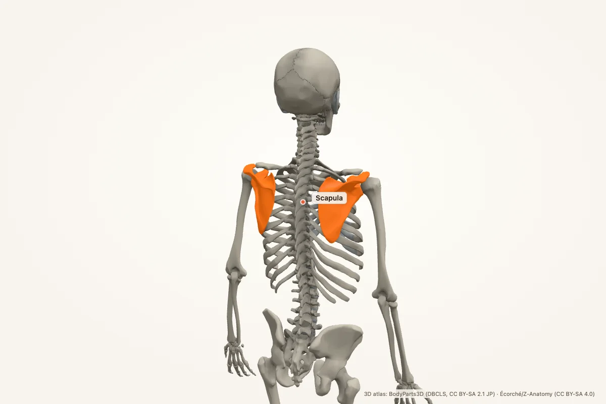 Scapulae highlighted in a 3D model of the human skeleton, posterior view, with both shoulder blades lit in orange