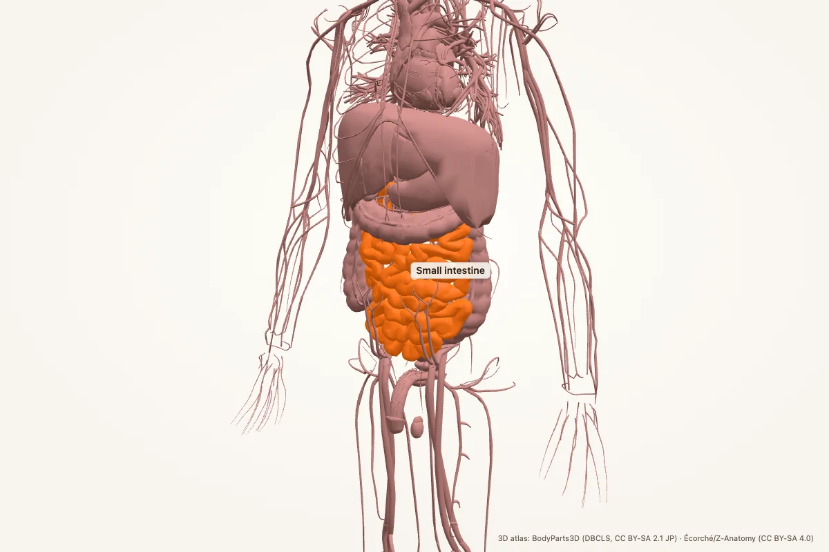 Small intestine highlighted in a 3D model of the human body