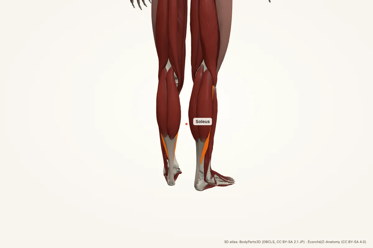 Soleus highlighted in a 3D model of the human body
