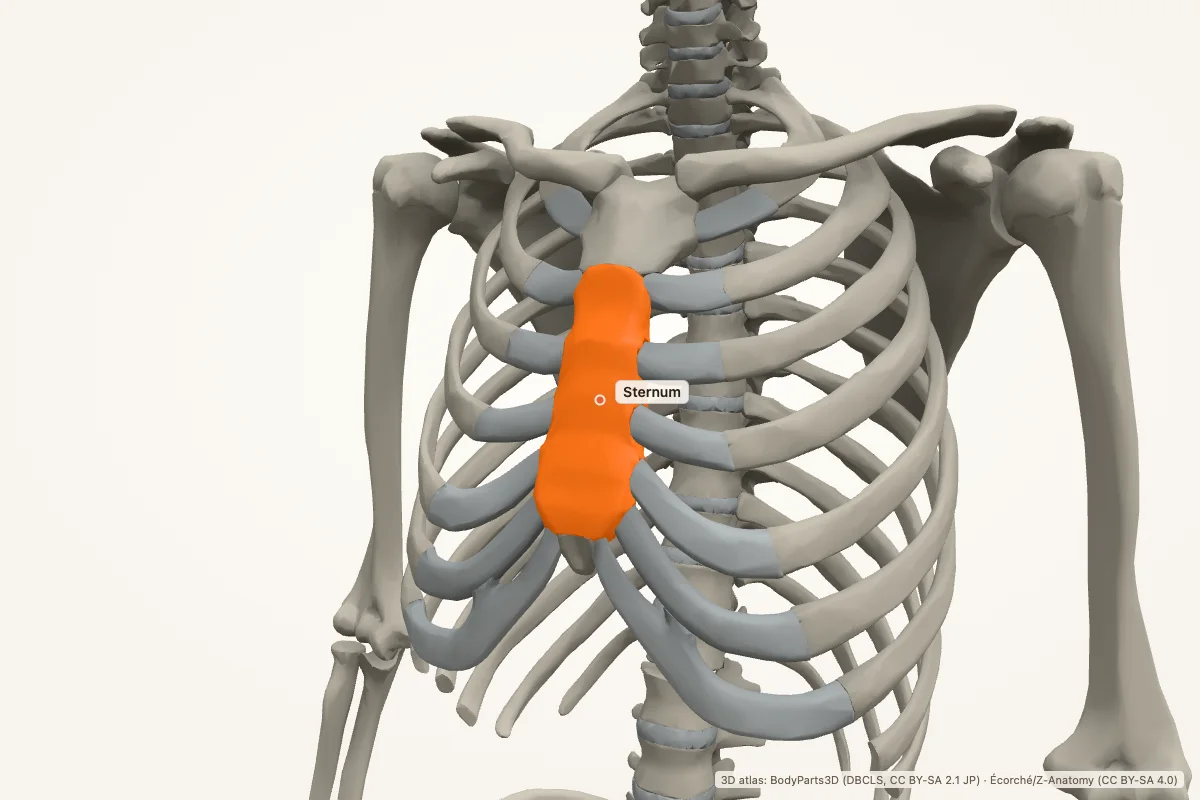 Sternum highlighted in a 3D model of the human body