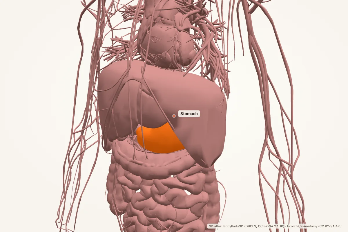 Stomach highlighted in a 3D model of the upper abdomen, anterior view, with the liver lying in front of it