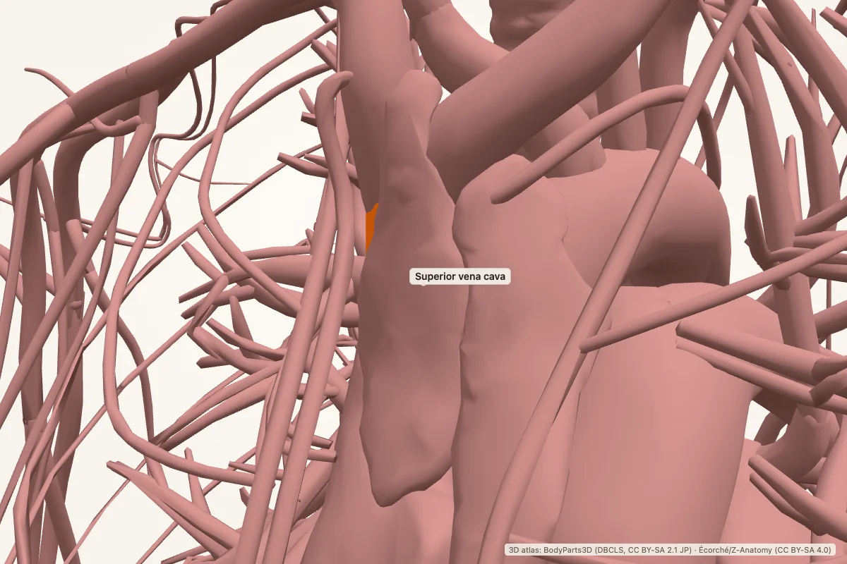 Superior vena cava highlighted in a 3D model of the human body