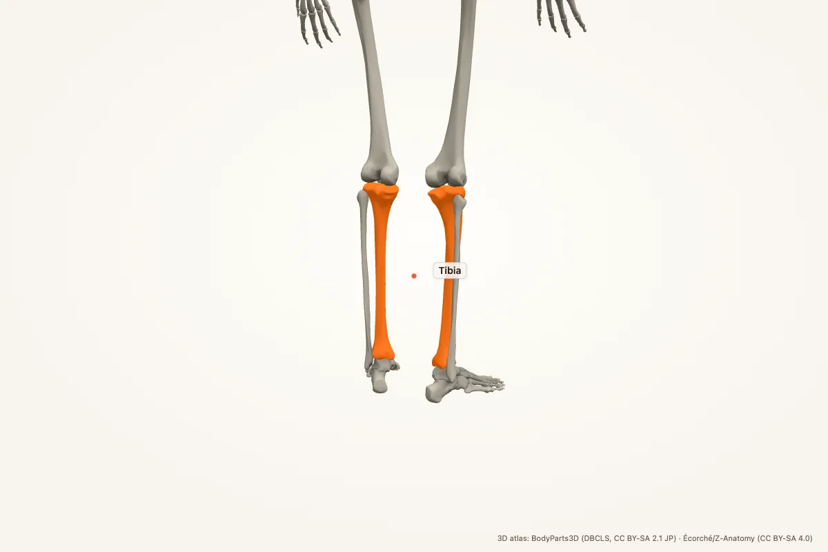 Tibia highlighted in a 3D model of the human body