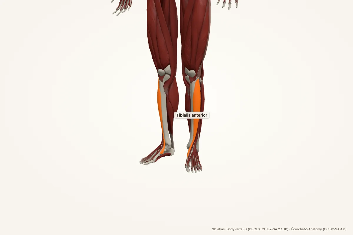 Tibialis anterior highlighted in a 3D model of the human body