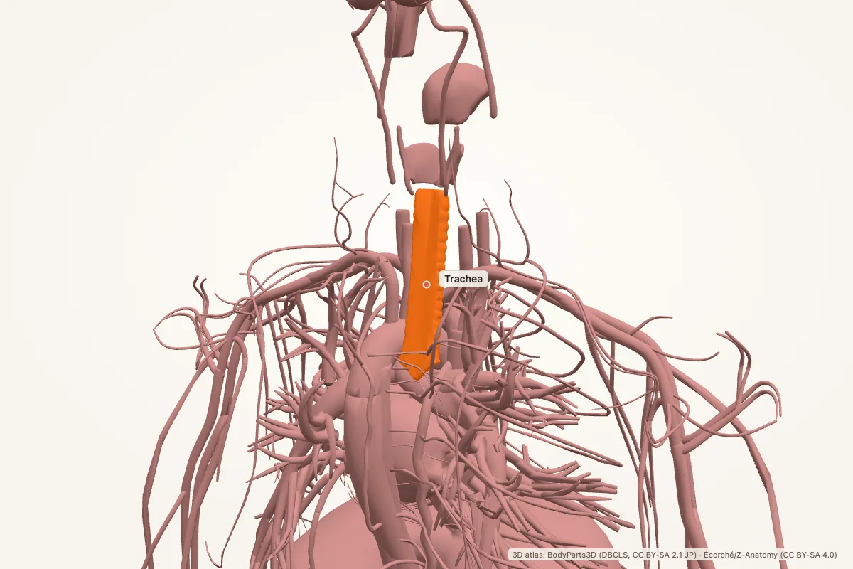 Trachea highlighted in a 3D model of the human body