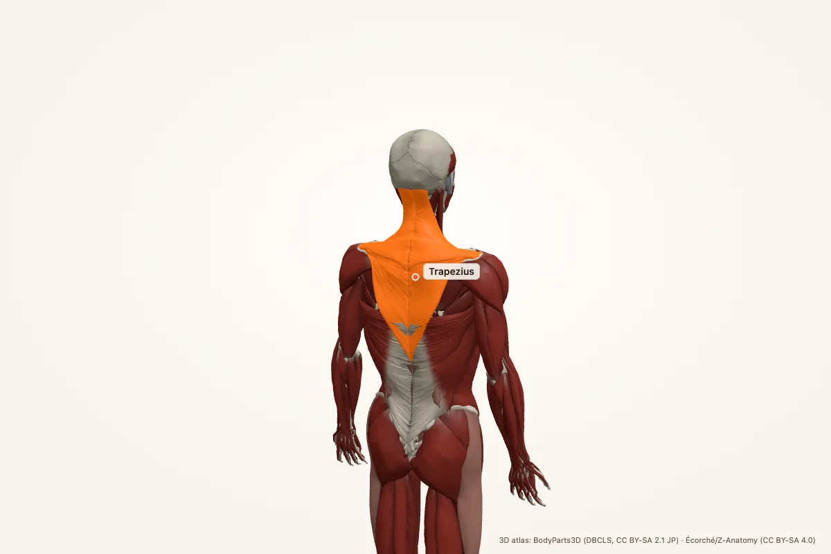Trapezius highlighted in a 3D model of the human body