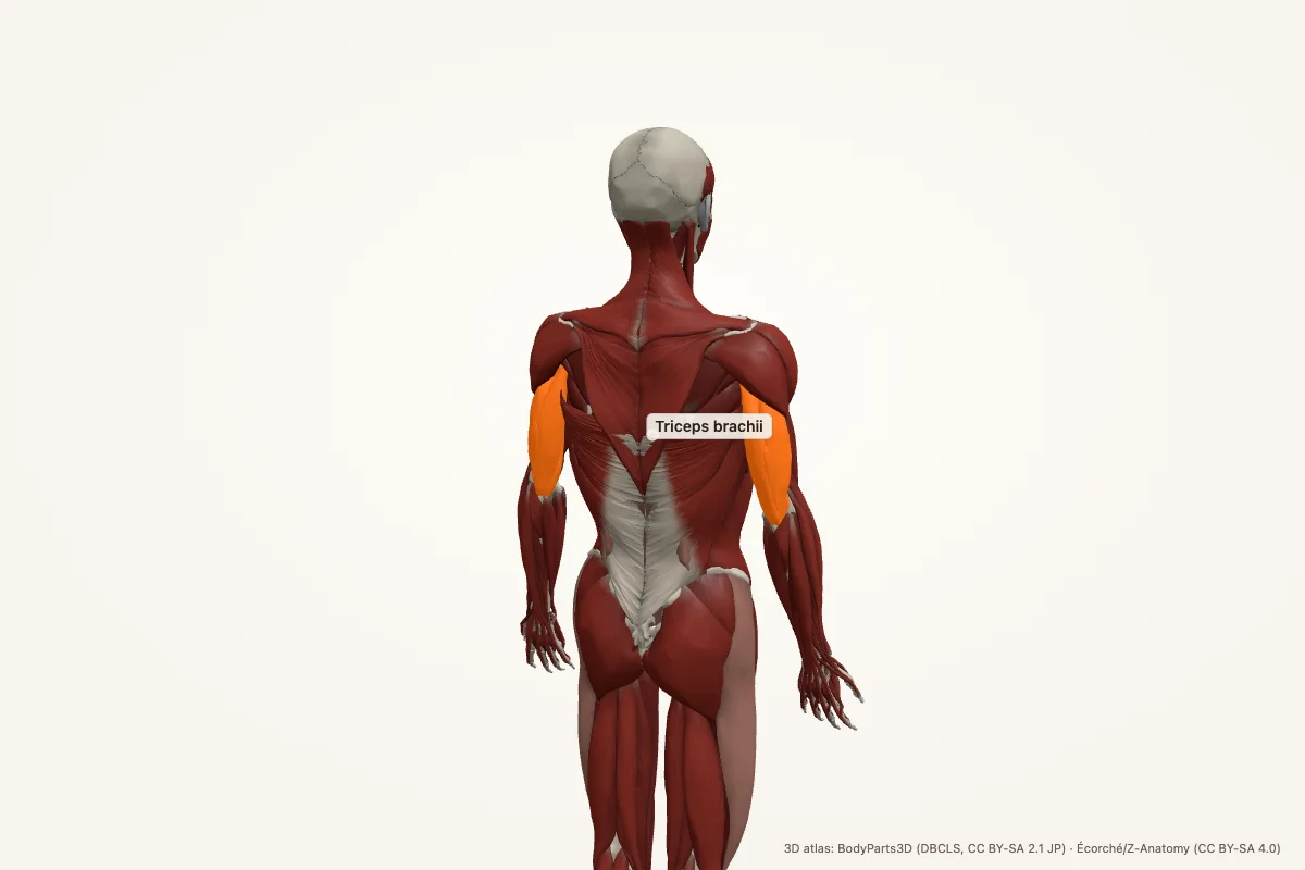 Triceps brachii highlighted in a 3D model of the human body