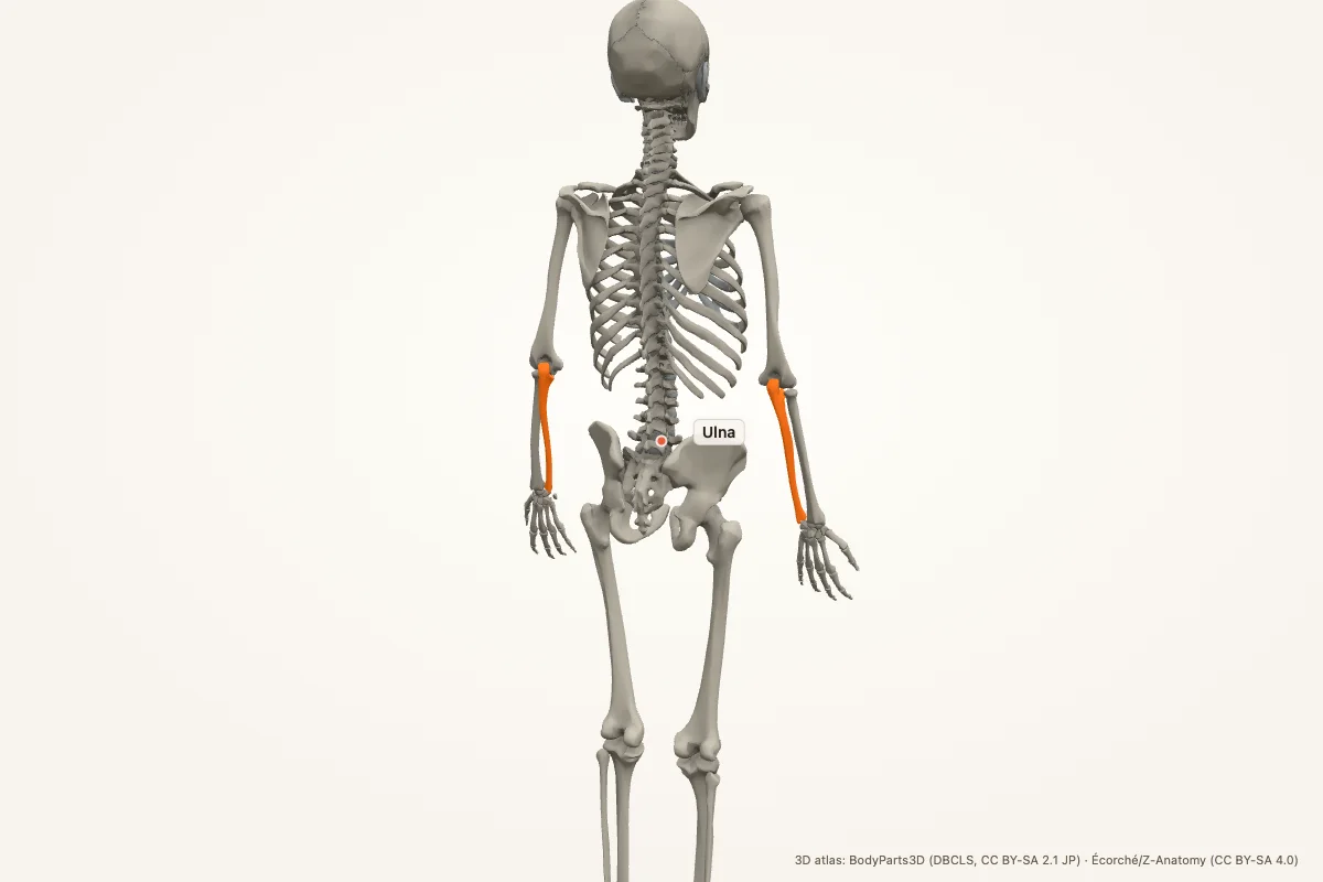 Ulna highlighted in a 3D model of the human body