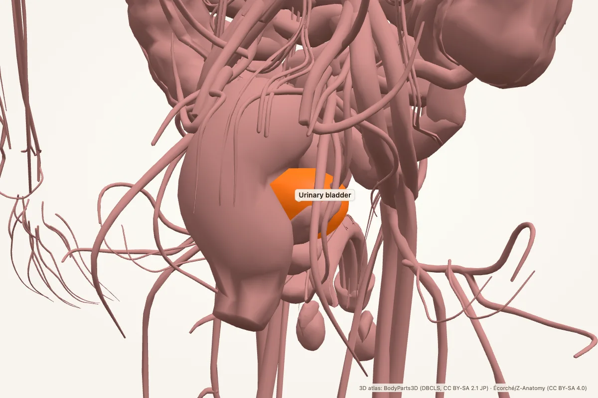 Urinary bladder highlighted in a 3D model of the human body
