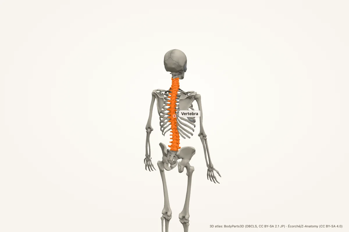 Vertebra highlighted in a 3D model of the human body